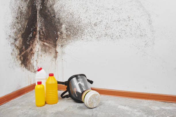 Best Same-Day Mold Removal  in Robert Lee, TX