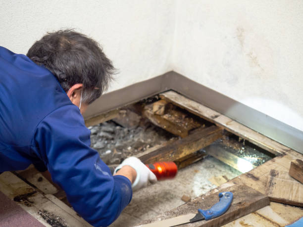 Best Mold Damage Repair  in Robert Lee, TX