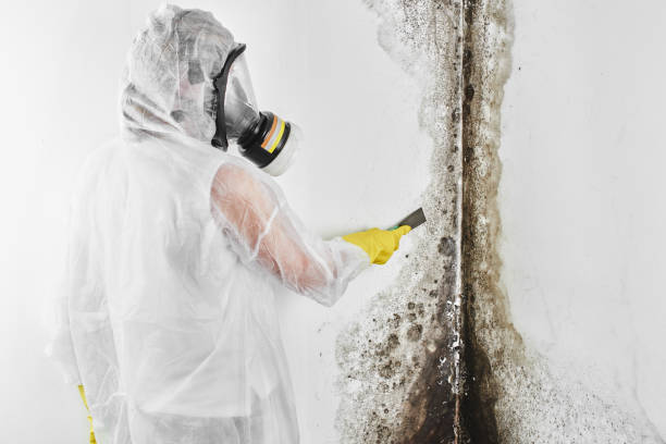 Attic Mold Removal in Robert Lee, TX