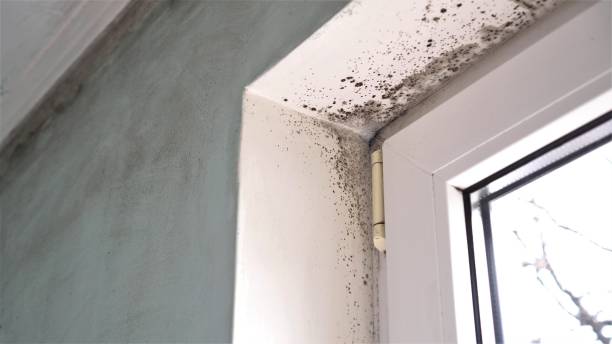 Best Fast Mold Removal  in Robert Lee, TX