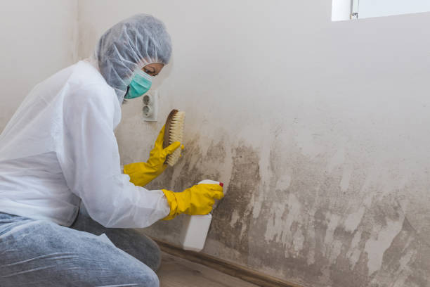 Best Attic Mold Removal  in Robert Lee, TX