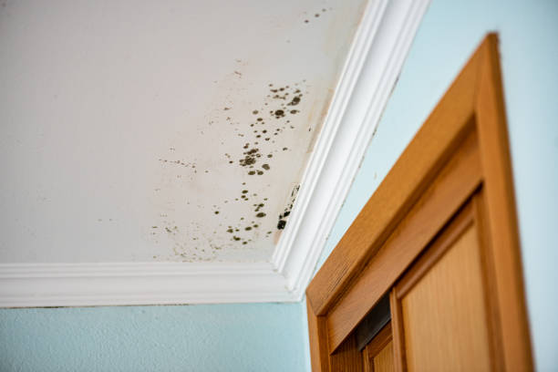 Best Fast Mold Removal  in Robert Lee, TX