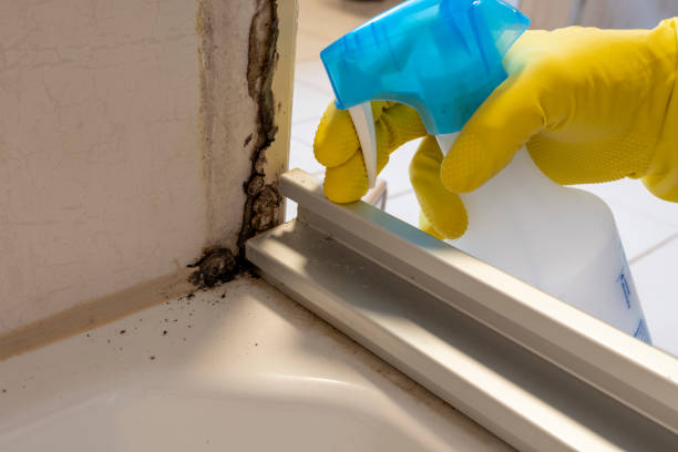 Best Mold Testing  in Robert Lee, TX