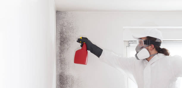 Mold Removal Process in Robert Lee, TX