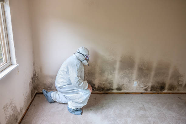 Best Professional Mold Removal  in Robert Lee, TX
