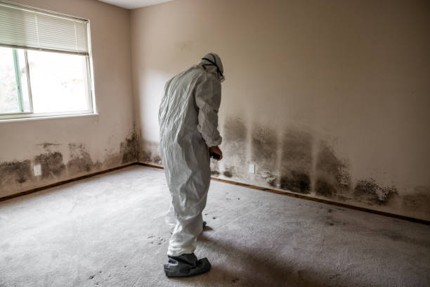 Professional Mold Removal in Robert Lee, TX