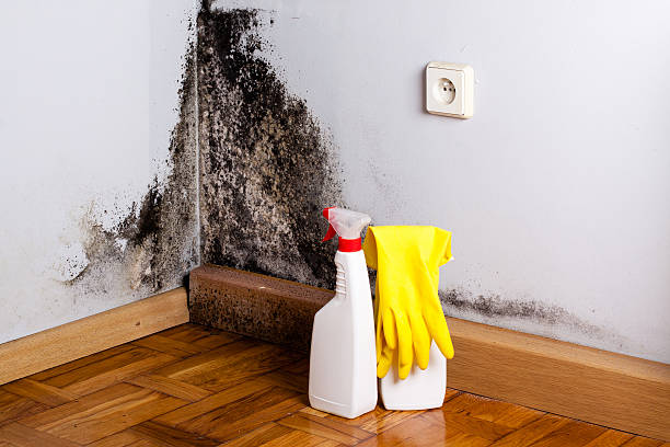 Best Mold Remediation  in Robert Lee, TX