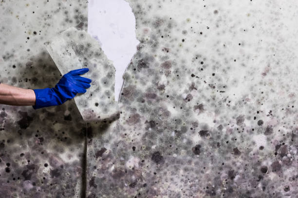 Best Affordable Mold Removal  in Robert Lee, TX
