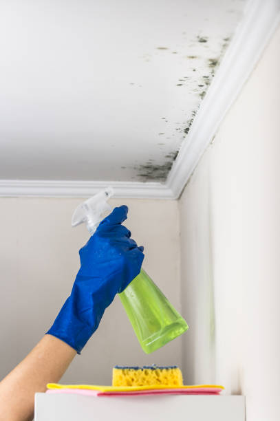 Best Certified Mold Removal  in Robert Lee, TX