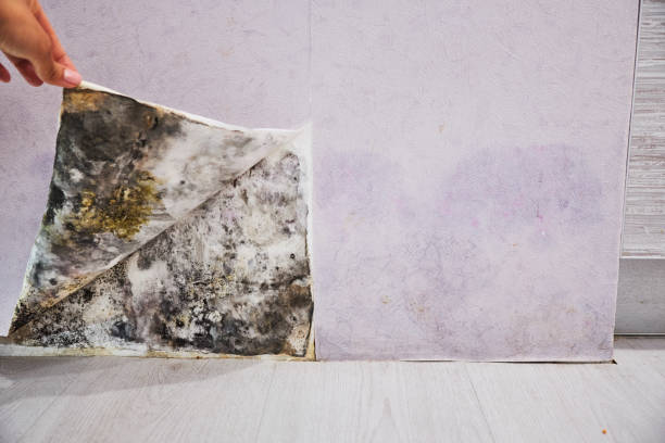 Best Toxic Mold Removal  in Robert Lee, TX